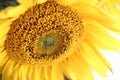 Sunflower blossom Royalty Free Stock Photo