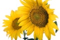 Sunflower blossom Royalty Free Stock Photo