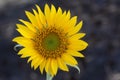Sunflower blossom on black background. Single yellow spring flower front view. Floral petals natural pattern backgrounds Royalty Free Stock Photo