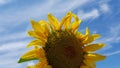 Sunflower blossom with bright yellow disheveled petals on blue sky background. Picturesque sunflower closeup. Royalty Free Stock Photo