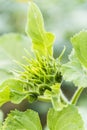 The sunflower blossom bud Royalty Free Stock Photo