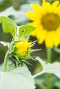 The sunflower blossom bud Royalty Free Stock Photo