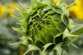 Sunflower blossom in bud stage Royalty Free Stock Photo