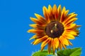 Sunflower blossom in clear deep blue summer sky, bright orange petals like flame and bees gather nectar in a flower Royalty Free Stock Photo