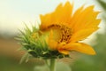 Sunflower. Sunflower Blossom Closeup. Yellow Flower In Bloom In The Garden At Summer Or Spring Season. Nature Flower Background.