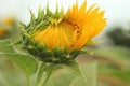 Sunflower. Sunflower blossom closeup. Yellow flower in bloom in the garden at summer or spring season. Nature flower background. Royalty Free Stock Photo