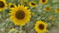 Sunflower blossom. Royalty Free Stock Photo