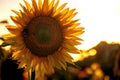 Sunflower blossom in a sunflower field against the light, backlit, in beautiful warm evening sunlight, copy space Royalty Free Stock Photo