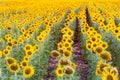 Sunflower blossom field full bloom condition Royalty Free Stock Photo