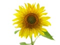 sunflower blossom with green leaves isolated on white background Royalty Free Stock Photo