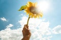 Sunflower blossom in hand on blue sky background. Royalty Free Stock Photo