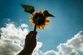 Sunflower blossom in hand on blue sky background. Royalty Free Stock Photo