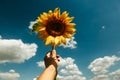 Sunflower blossom in hand on blue sky background. Royalty Free Stock Photo