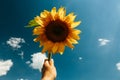 Sunflower blossom in hand on blue sky background. Royalty Free Stock Photo