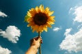 Sunflower blossom in hand on blue sky background. Royalty Free Stock Photo