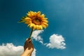 Sunflower blossom in hand on blue sky background. Royalty Free Stock Photo