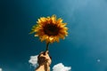 Sunflower blossom in hand on blue sky background. Royalty Free Stock Photo