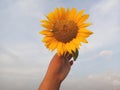 Sunflower blossom in hand on blue sky background. Young girl holds beautiful yellow flower against bright and clear moody sky Royalty Free Stock Photo