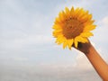 Sunflower blossom in hand on blue sky background. Young girl holds beautiful yellow flower against bright and clear moody sky Royalty Free Stock Photo