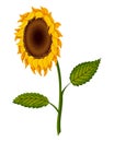 Sunflower blossom. Hand drawn sunflower with green leaves. Flat color vector icon for flower apps and websites Royalty Free Stock Photo