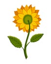 Sunflower blossom. Hand drawn sunflower with green leaves. Flat color vector icon for flower apps and websites Royalty Free Stock Photo