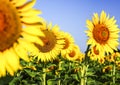 Sunflower blossom on a hot sunny day with a blue sky Royalty Free Stock Photo