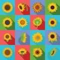 Sunflower blossom icons set, flat style Royalty Free Stock Photo
