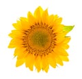 Sunflower blossom isolated on white. flower head Royalty Free Stock Photo