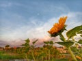 Sunflower blossom on summer bright blue sky background. Royalty Free Stock Photo