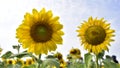 Sunflower blossom. Royalty Free Stock Photo