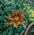 Sunflower blossom with tiny seeds at the centre in a botanical garden. Royalty Free Stock Photo