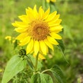 The sunflower blossomed with yellow petals.