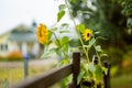 Sunflower blossoming in a garden on sunny autumn evening