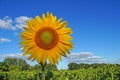 Sunflower blossoms Royalty Free Stock Photo