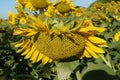 Sunflower blossoms Royalty Free Stock Photo