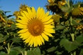 Sunflower blossoms Royalty Free Stock Photo