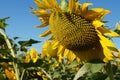 Sunflower blossoms Royalty Free Stock Photo