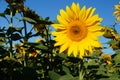 Sunflower blossoms Royalty Free Stock Photo