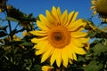 Sunflower blossoms Royalty Free Stock Photo