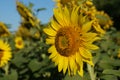 Sunflower blossoms Royalty Free Stock Photo