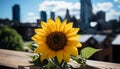 Sunflower blossoms in meadow, nature beauty under summer sun generated by AI Royalty Free Stock Photo