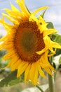 The sunflower blossoms. We rejoice in the sun. Sunny flower. Hot Summer. Plants. Royalty Free Stock Photo