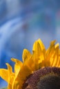 Sunflower on blue Royalty Free Stock Photo
