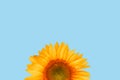 Sunflower on blue background. Flat lay, top view, copy space Royalty Free Stock Photo