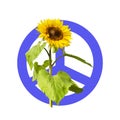 Sunflower on a blue peace symbol. Royalty Free Stock Photo