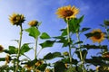 Sunflower with Blue Sky