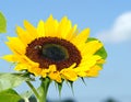 Sunflower and blue Sky