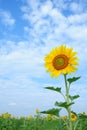 Sunflower with blue sky