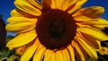 Sunflower Blue Sky Royalty Free Stock Photo