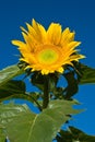 Sunflower and Blue Sky